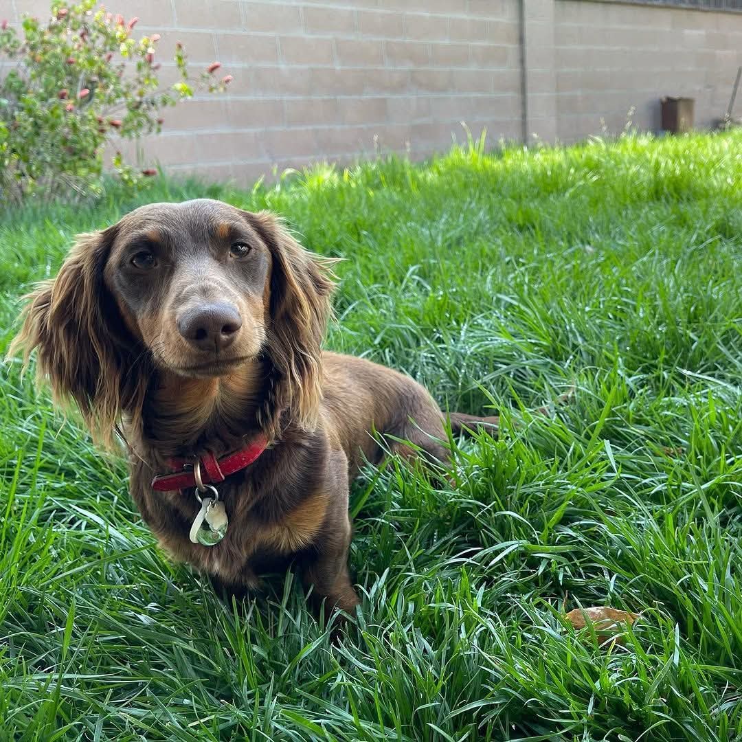 Henry