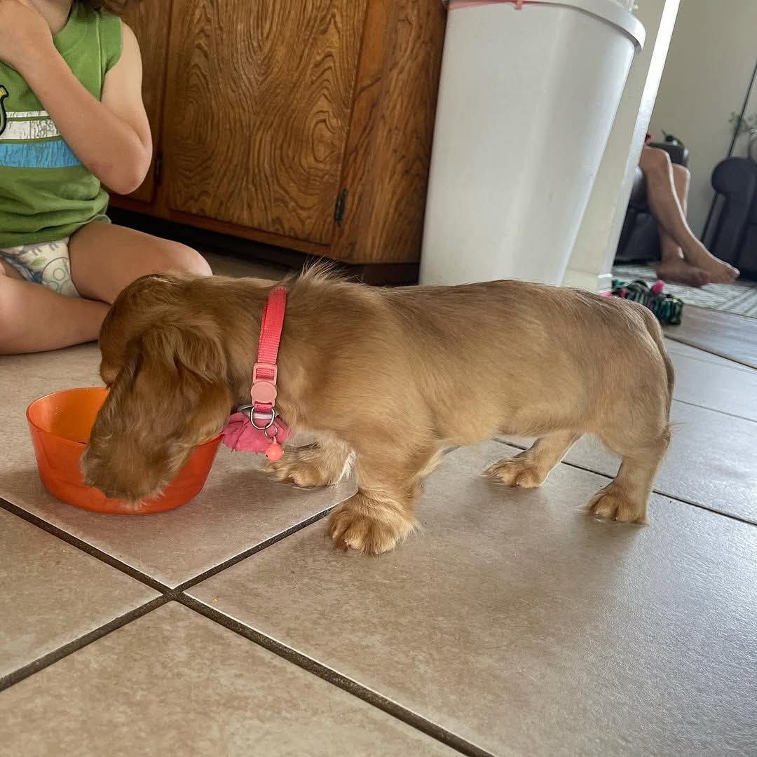 English Cream Puppy