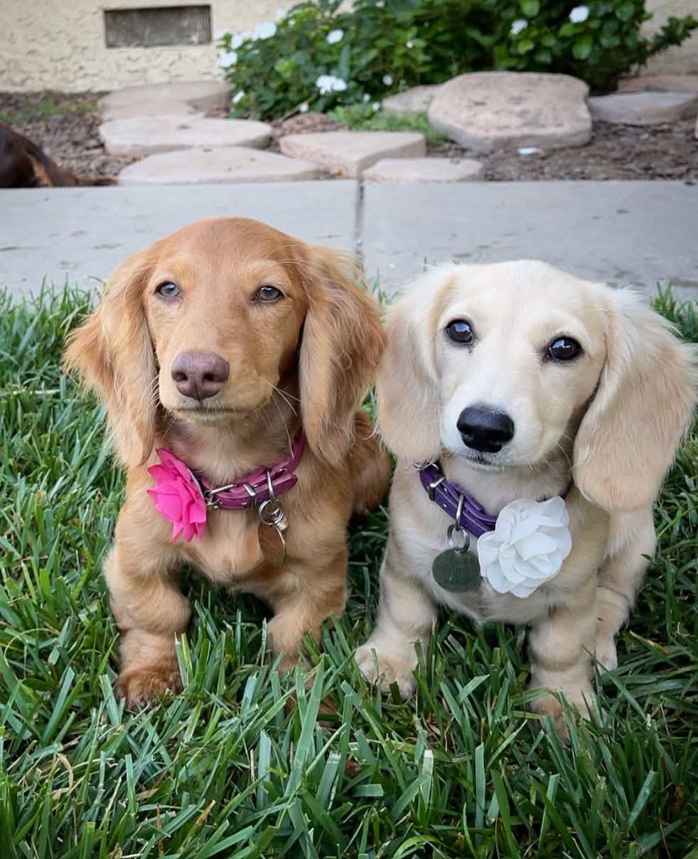 Golden Cream Dachshund