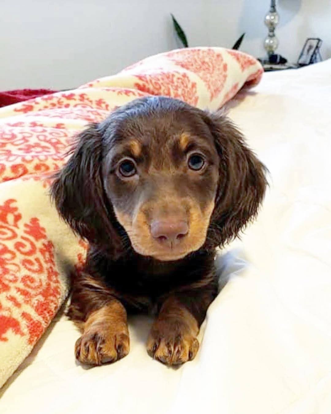 Chocolate Dachshund Puppy
