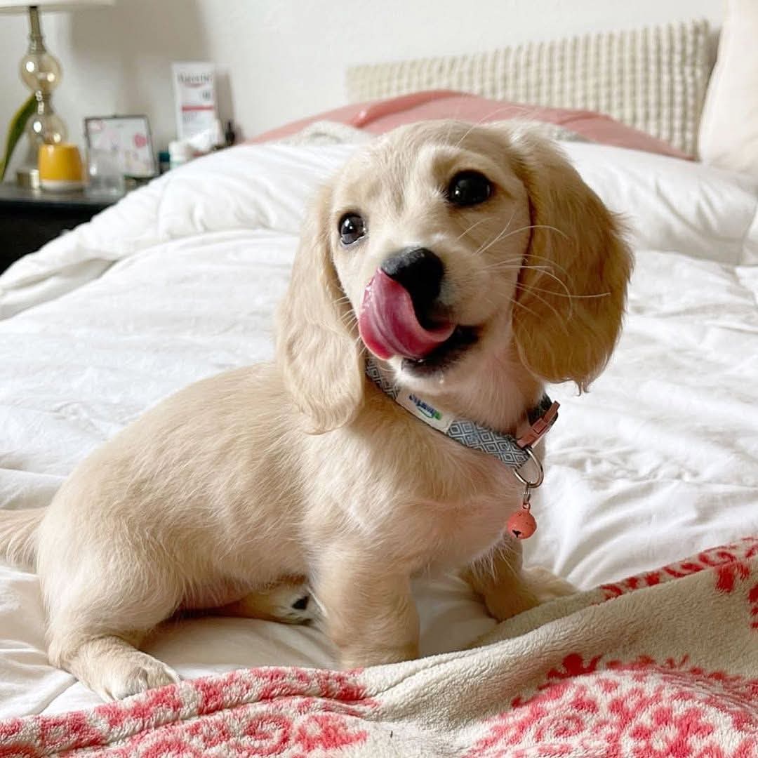 Miniature Dachshund
