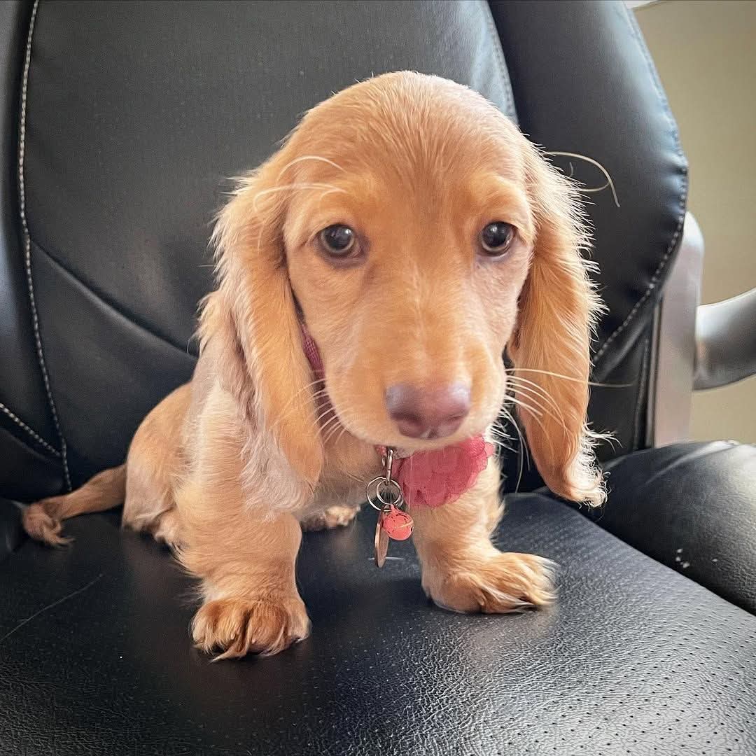 Miniature Dachshund