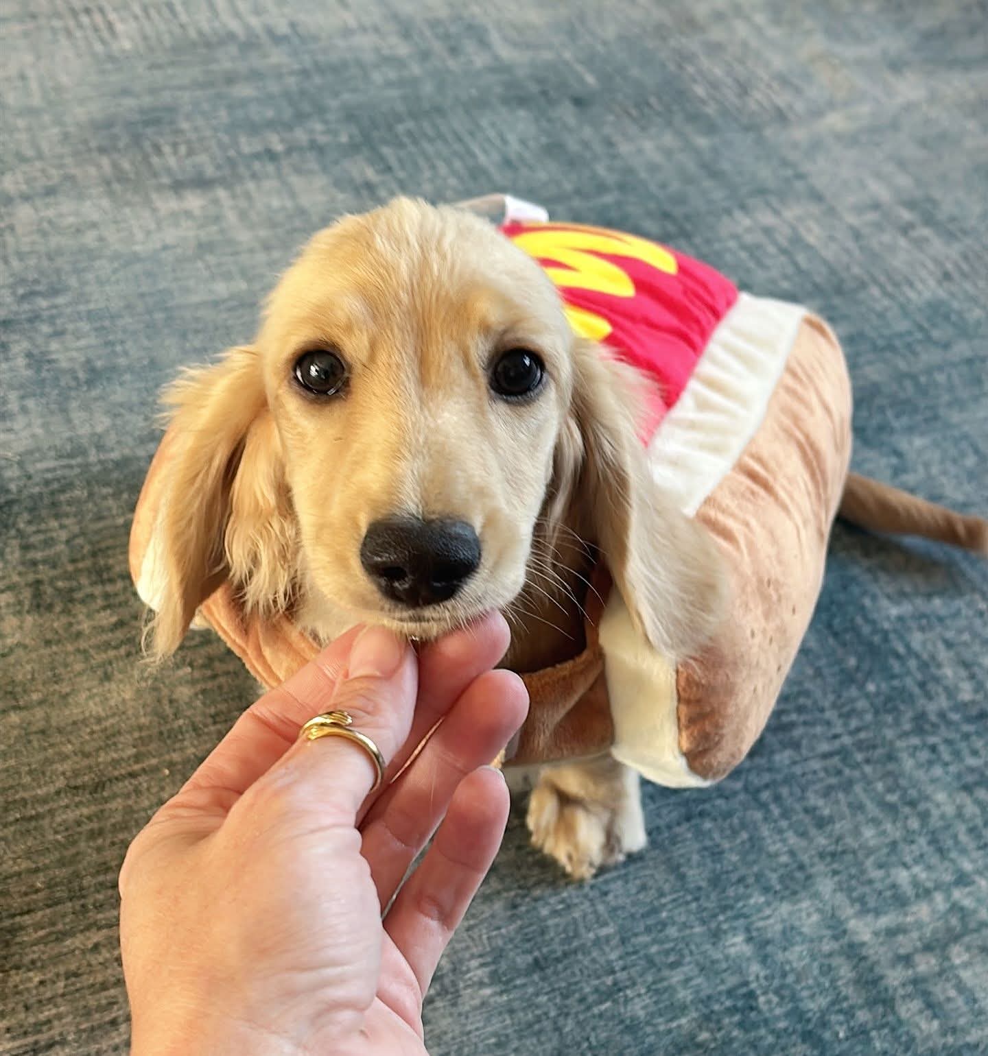 Longhaired Dachshund Puppy