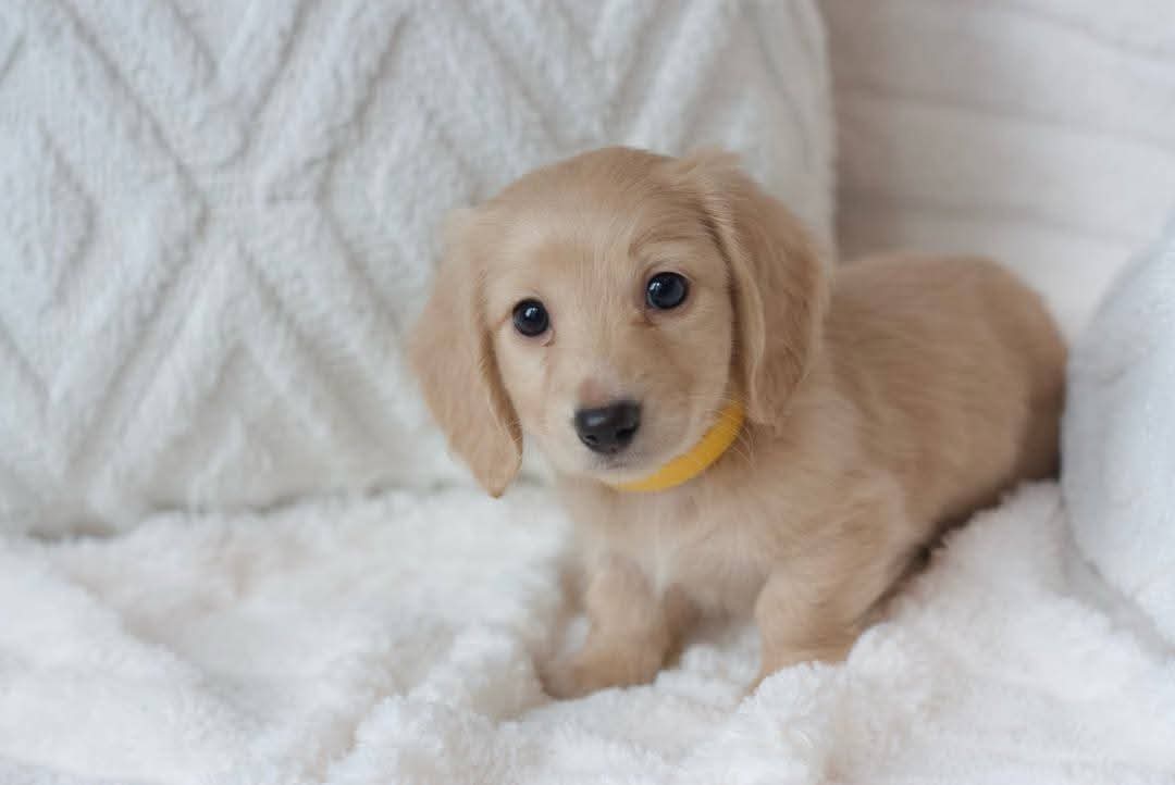 Past puppy now home