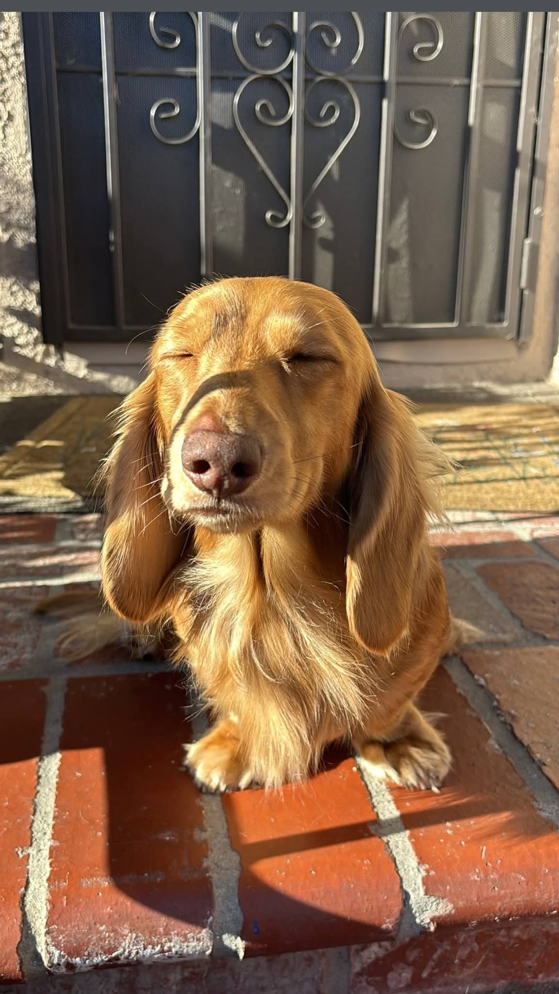Sir Winston - Sire