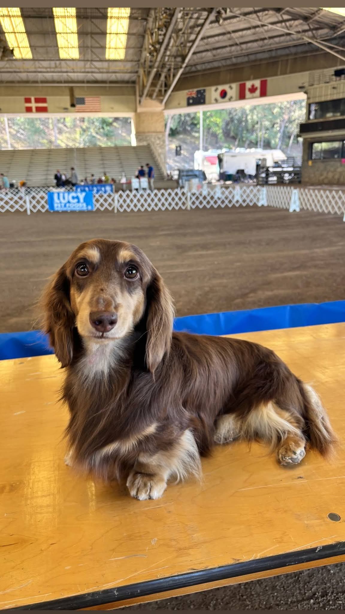 Dachshund with family