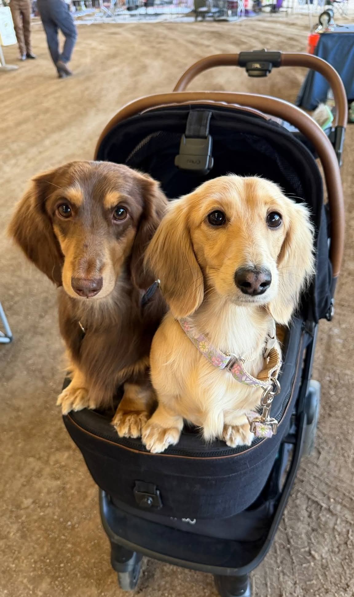 Our breeding dogs