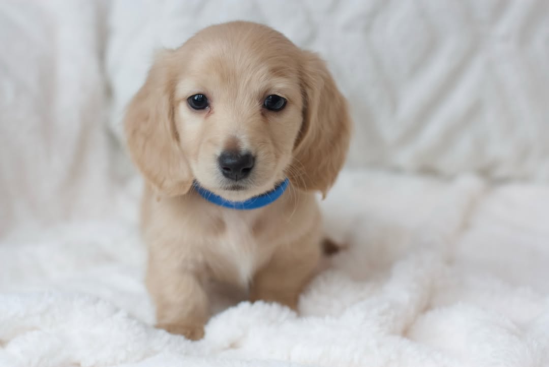 Peanut